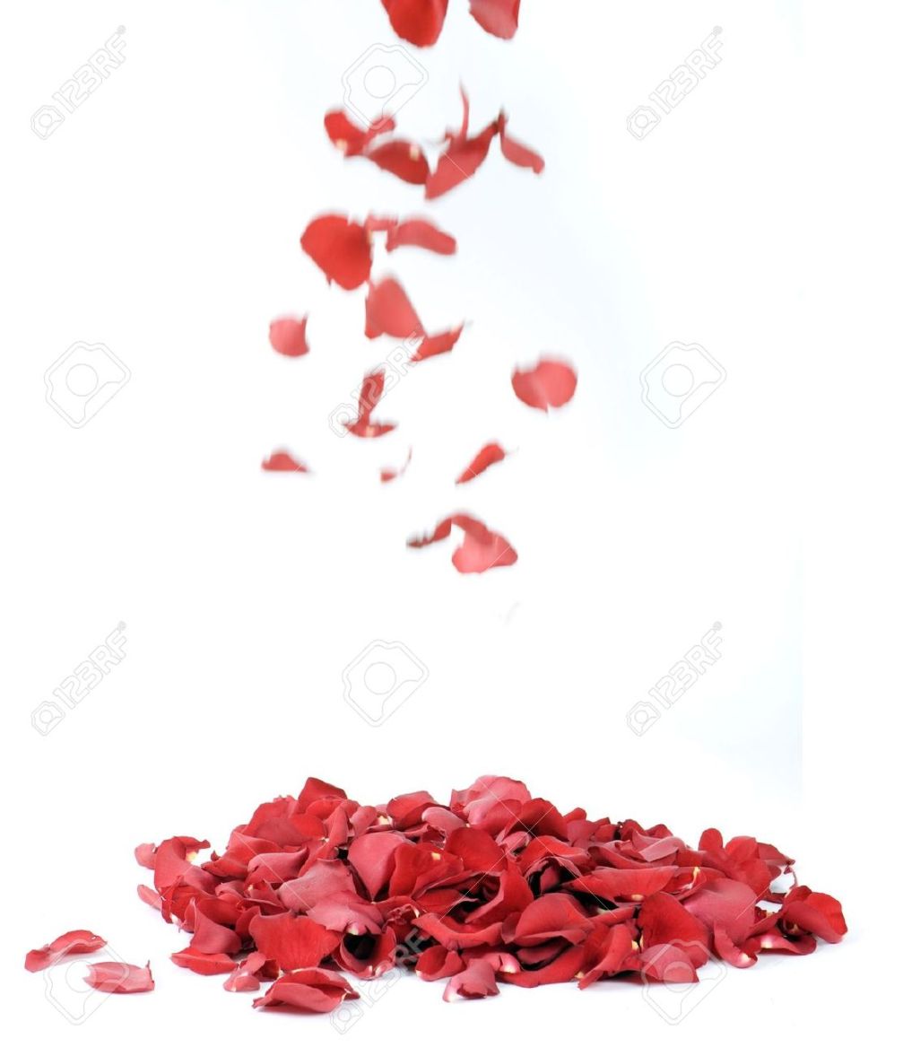 4923934-P-talos-de-rosa-sobre-fondo-blanco-Foto-de-archivo