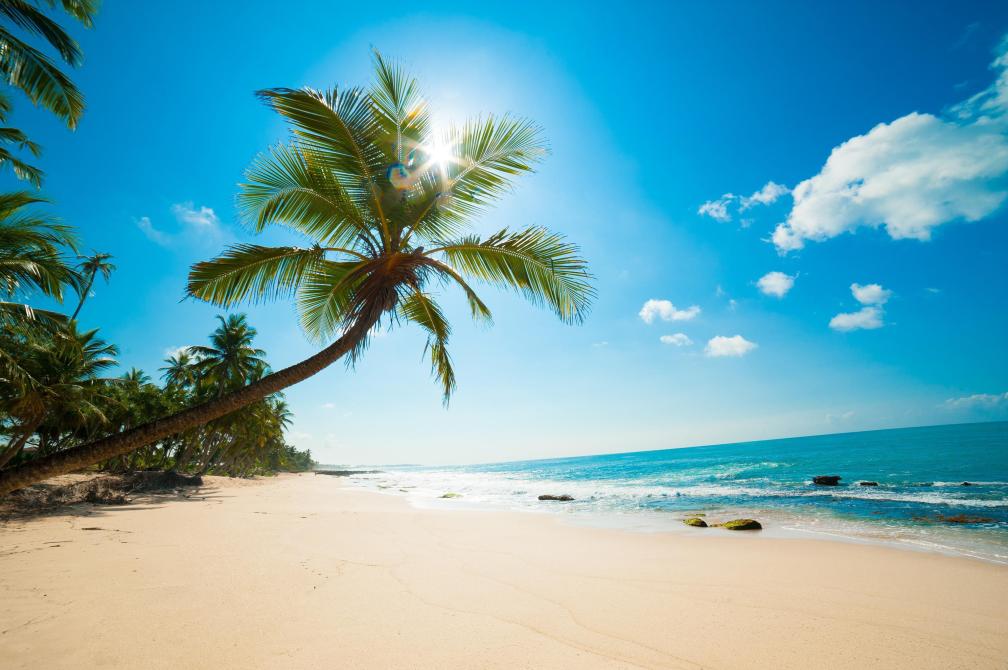 sea-sand-palm-trees-surf
