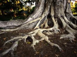 RAÍCES 18 DE FEB 2016