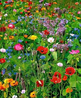 SABÍA PRIMAVERA 03-04-16