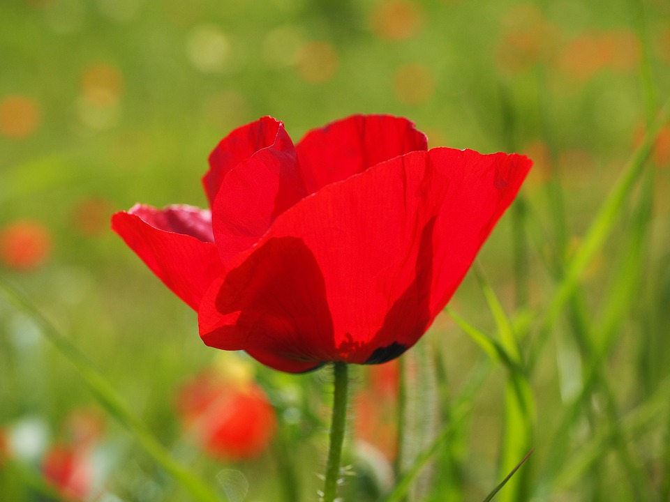 amapola---simplemente 14-05-16