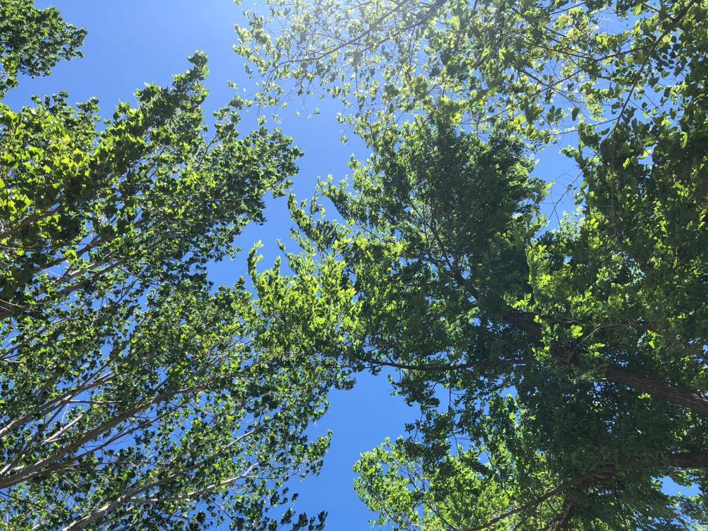 1d639c9a-13f0-4ab0-9f04-f165ab8375ed